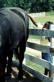horse