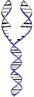DNA strands